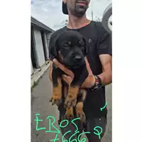 Foto dell\'animale COMUNE DI TERZIGNO - 380260044976669