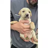 Foto dell\'animale COMUNE DI TERZIGNO - 380260044976624