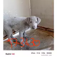 Foto dell\'animale COMUNE DI BOSCOREALE - 380260044973430