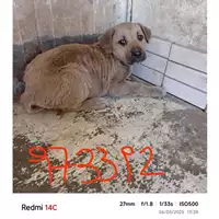 Foto dell\'animale COMUNE DI BOSCOREALE - 380260044973392