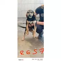 Foto dell\'animale COMUNE DI BOSCOREALE - 380260044782657