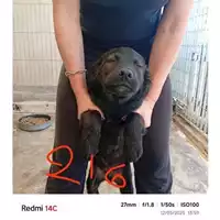 Foto dell\'animale COMUNE DI BOSCOREALE - 380260044782216