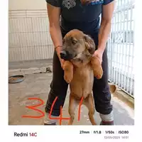Foto dell\'animale COMUNE DI BOSCOREALE - 380260044783641