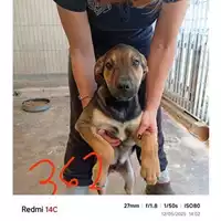 Foto dell\'animale COMUNE DI BOSCOREALE - 380260044783262