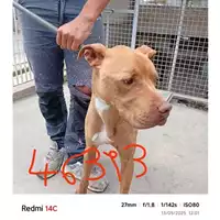 Foto dell\'animale COMUNE DI SALERNO - 380260170246393
