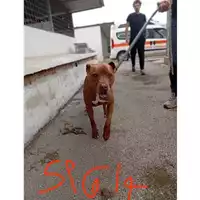 Foto dell\'animale COMUNE DI SALERNO - 380260044559614