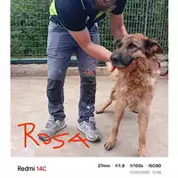 Foto dell\'animale COMUNE DI SALERNO - 380260170235248