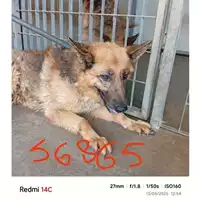 Foto dell\'animale COMUNE DI SALERNO - 380260004056865