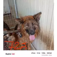 Foto dell\'animale COMUNE DI SALERNO - 380260004056723