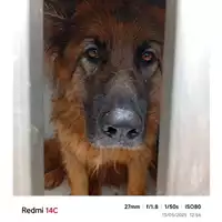 Foto dell\'animale COMUNE DI SALERNO - 380260170235785