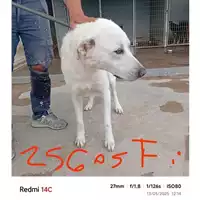Foto dell\'animale COMUNE DI SALERNO - 380260170225605