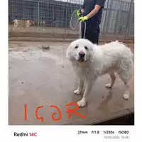 Foto dell\'animale COMUNE DI SALERNO - 380260170226163
