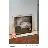 Foto dell\'animale COMUNE DI SALERNO - 380260044807409