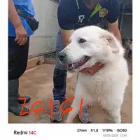 Foto dell\'animale COMUNE DI SALERNO - 380260170226161
