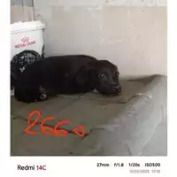 Foto dell\'animale COMUNE DI BOSCOREALE - 380260044782660