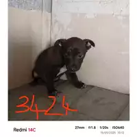 Foto dell\'animale COMUNE DI BOSCOREALE - 380260044783424