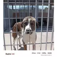 Foto dell\'animale COMUNE DI OTTAVIANO - 380260044976730