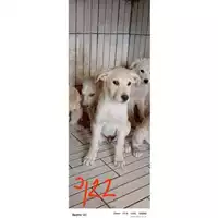 Foto dell\'animale COMUNE DI SAN GIUSEPPE VESUVIANO - 380260044977090