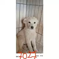 Foto dell\'animale COMUNE DI SAN GIUSEPPE VESUVIANO - 380260044977027