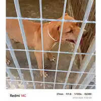 Foto dell\'animale COMUNE DI POLLENA TROCCHIA - 380260043068219