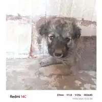 Foto dell\'animale COMUNE DI TERZIGNO - 380260044976836