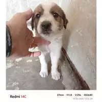 Foto dell\'animale COMUNE DI TERZIGNO - 380260044976578