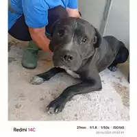 Foto dell\'animale COMUNE DI EBOLI - 380260170249645