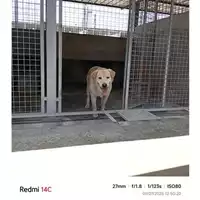 Foto dell\'animale COMUNE DI VOLLA - 900062000204711