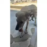 Foto dell\'animale COMUNE DI EBOLI - 380260004875209