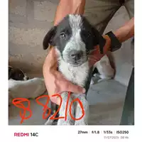 Foto dell\'animale COMUNE DI EBOLI - 380260004878210