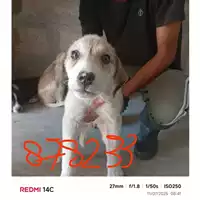Foto dell\'animale COMUNE DI EBOLI - 380260004878233