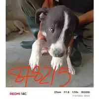 Foto dell\'animale COMUNE DI EBOLI - 380260004878215