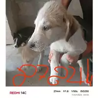 Foto dell\'animale COMUNE DI EBOLI - 380260004878214