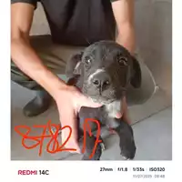Foto dell\'animale COMUNE DI EBOLI - 380260004878217