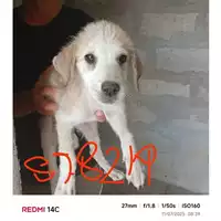 Foto dell\'animale COMUNE DI EBOLI - 380260004878219