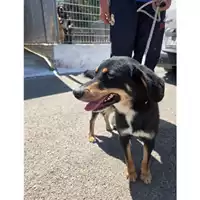Foto dell\'animale COMUNE DI MONTECORVINO ROVELLA - 380260044623603