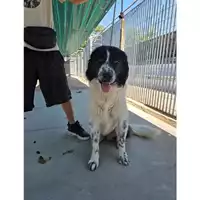 Foto dell\'animale COMUNE DI MONTECORVINO ROVELLA - 380260044623157