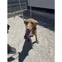 Foto dell\'animale COMUNE DI MONTECORVINO ROVELLA - 380260044623699