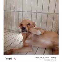 Foto dell\'animale COMUNE DI CASAMARCIANO - 380260044866492