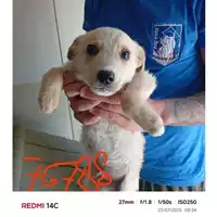 Foto dell\'animale COMUNE DI POLLENA TROCCHIA - 380260044976788