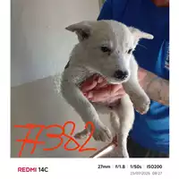 Foto dell\'animale COMUNE DI POLLENA TROCCHIA - 380260044977382
