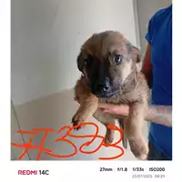 Foto dell\'animale COMUNE DI POLLENA TROCCHIA - 380260044977383