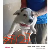 Foto dell\'animale COMUNE DI POLLENA TROCCHIA - 380260044977127
