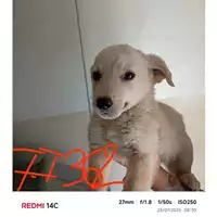 Foto dell\'animale COMUNE DI POLLENA TROCCHIA - 380260044977362