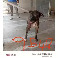 Foto dell\'animale COMUNE DI SANT'ANASTASIA - 380260043095447