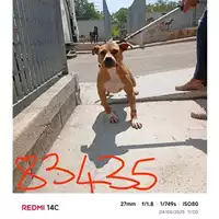 Foto dell\'animale COMUNE DI SANT'ANASTASIA - 380260044783435