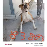 Foto dell\'animale COMUNE DI SANT'ANASTASIA - 380260044783883