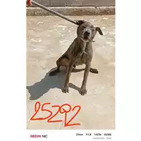 Foto dell\'animale COMUNE DI SANT'ANASTASIA - 380260160125292
