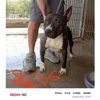 Foto dell\'animale COMUNE DI SANT'ANASTASIA - 380260044786605