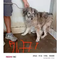 Foto dell\'animale COMUNE DI SANT'ANASTASIA - 380260043094777